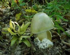 Amanita phalloides.jpg