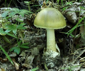 Amanita phalloides (2).jpg