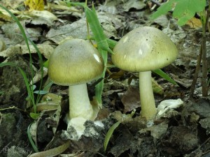 Amanita phalloides (3).jpg