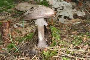 Amanita_porphyria_1_800x533.jpg