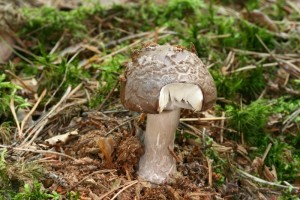 Amanita_porphyria_2_800x533.jpg