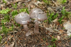 Amanita_porphyria_3_F10_800x533.jpg