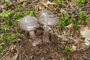 Amanita_porphyria_3_F16_800x533.jpg