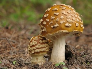 Amanita regalis.jpg