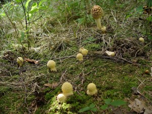 Amanita regalis muchomrka krlovsk_1.jpg