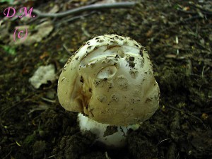 Amanita strobiliformis.jpg