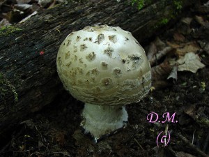 Amanita strobiliformis 1.jpg