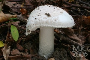 Amanita_strobiliformis.jpg