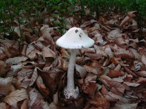 Amanita virosa 1.jpg