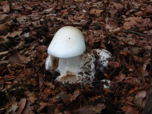 Amanita virosa 2.jpg