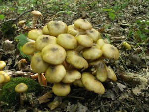 Armillaria mella.jpg