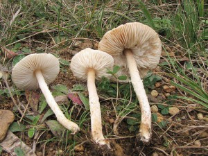 bedla pikovit -Lepiota oreadiformis 1.jpg