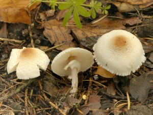 Bedla hebenit - Lepiota cristata.jpg