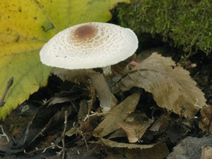 Bedla hebenit - Lepiota cristata 1.jpg