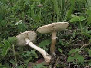 bedla hranostajov-Lepiota erminea 1.jpg