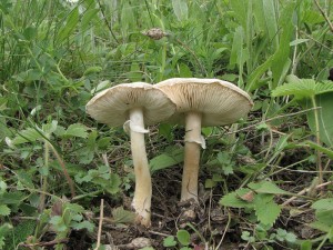 bedla hranostajov-Lepiota erminea.jpg