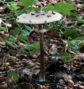 Bedla Konradova - Macrolepiota konradii.jpg