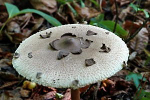 Bedla Konradova - Macrolepiota konradii (1).jpg