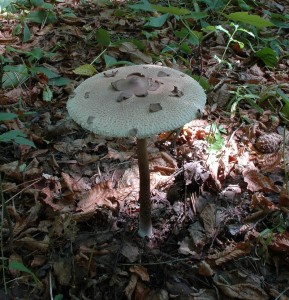 Bedla Konradova - Macrolepiota konradii (2).jpg