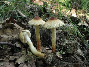 bedla naloutl-Lepiota ventriosospora 1.jpg