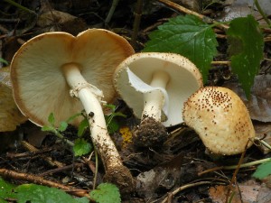 Bedla ostroupinn - Lepiota aspera1.jpg