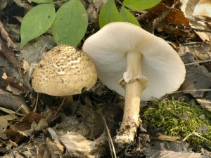 Bedla ostroupinn - Lepiota aspera.jpg