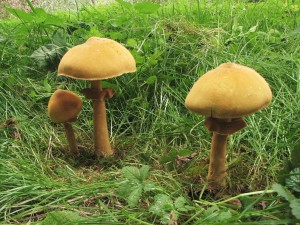 bedlovnice zlat-Phaeolepiota aurea 1.jpg