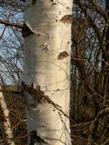 betula-kmen.jpg