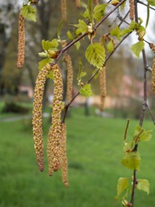 betula-kvt2.jpg