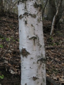 Betula pendula - kmen.jpg