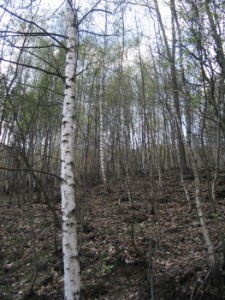 Betula pendula.jpg