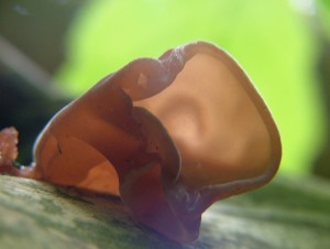 Bolcovitka ucho Jidovo - Auricularia auricularia-judae.jpg