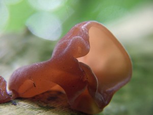 Bolcovitka ucho Jidovo - Auricularia auricularia-judae (1).jpg