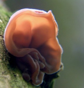 Bolcovitka ucho Jidovo - Auricularia auricularia-judae (2).jpg