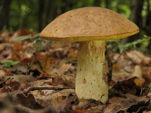 Boletus appendiculatus2.jpg