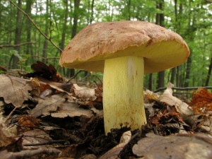 Boletus appendiculatus3.jpg