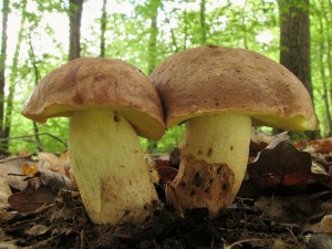 Boletus appendiculatus.jpg