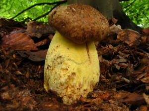 boletus appendiculatus.jpg