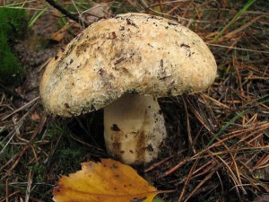 Boletus cyanescens1.jpg