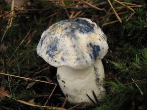 Boletus cyanescens2.jpg