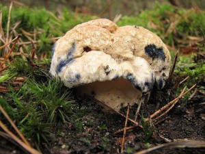 Boletus cyanescens3.jpg