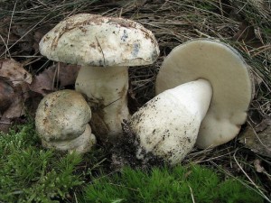 Boletus cyanescens 6.jpg