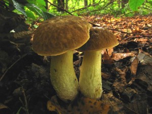 boletus depilatus.jpg