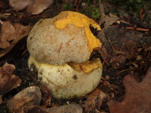 Boletus fechtneri.jpg