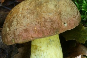 Boletus fuscoroseus4.jpg