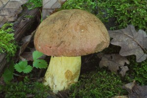 Boletus fuscoroseus.jpg