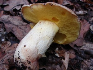 Boletus impolitus.JPG