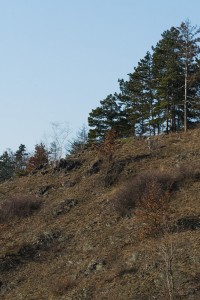 Boletus_Kladnus.jpg