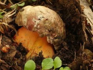 Boletus legaliae1.jpg