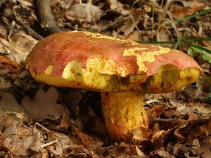 Boletus legaliae2.jpg